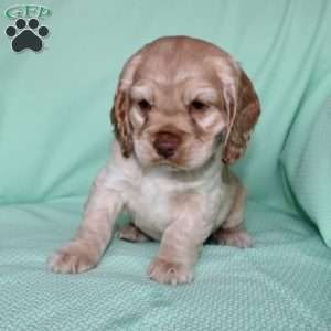 Jingles, Cocker Spaniel Puppy