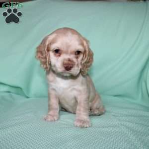 Dancer, Cocker Spaniel Puppy