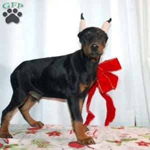 Ethan, Doberman Pinscher Puppy