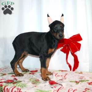 Gloria, Doberman Pinscher Puppy