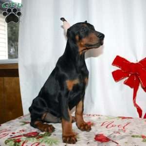 Frankencense, Doberman Pinscher Puppy