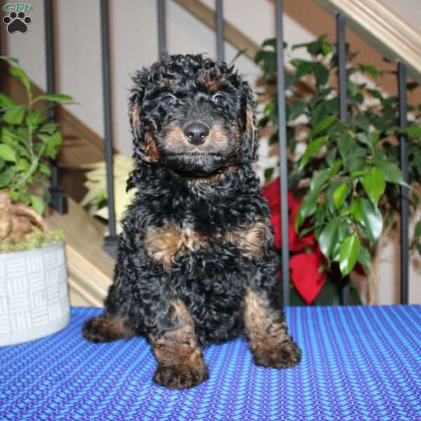 Austin, Mini Whoodle Puppy