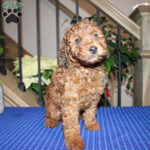 Allen, Mini Whoodle Puppy