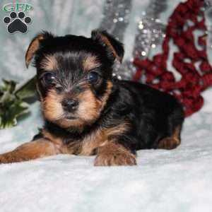 David, Yorkie Puppy