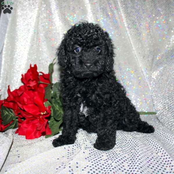 Button, Miniature Poodle Puppy