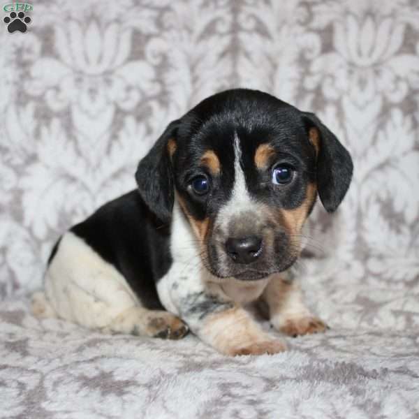 Dean, Jack Russell Mix Puppy