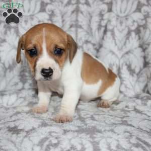 Drew, Jack Russell Mix Puppy