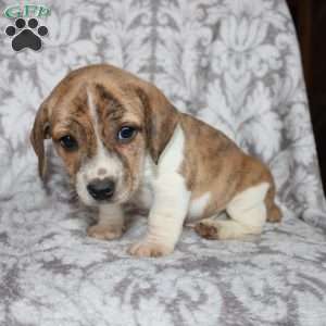 David, Jack Russell Mix Puppy