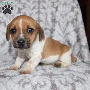 Danny, Jack Russell Mix Puppy