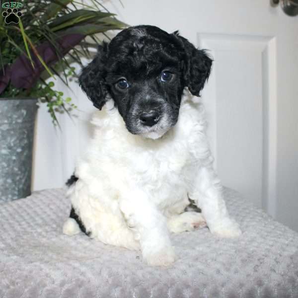 Bran, Miniature Poodle Puppy