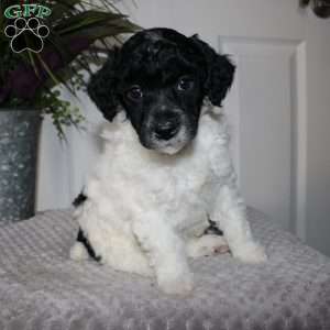 Bran, Miniature Poodle Puppy