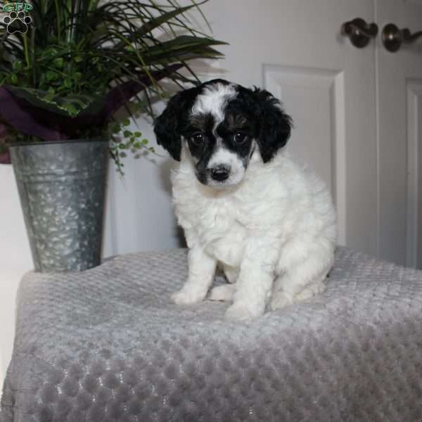 Brienne, Miniature Poodle Puppy