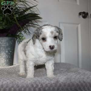 Bud, Miniature Poodle Puppy