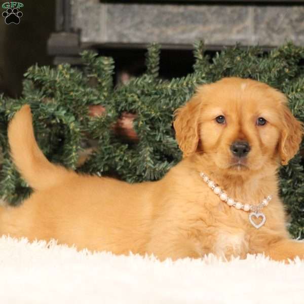 Merry, Golden Retriever Puppy