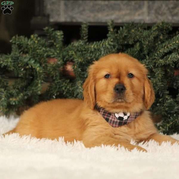 Chestnut, Golden Retriever Puppy