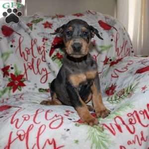 Reggie, Doberman Mix Puppy