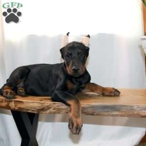 Rufus, Doberman Mix Puppy