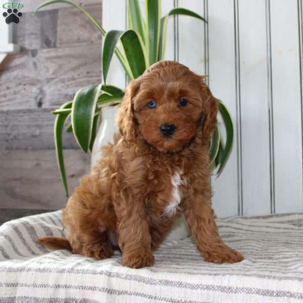 Riley, Cavapoo Puppy