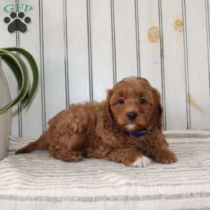 Rambo, Cavapoo Puppy