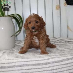 Rascal, Cavapoo Puppy