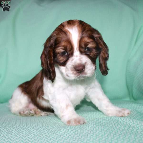 Noelle, Cocker Spaniel Puppy