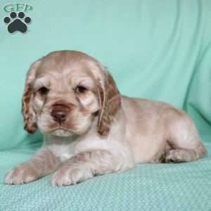 Jingles, Cocker Spaniel Puppy