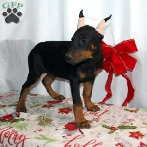 Ethan, Doberman Pinscher Puppy