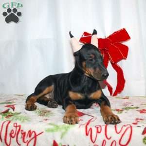 Gloria, Doberman Pinscher Puppy