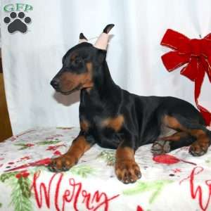 Frankencense, Doberman Pinscher Puppy