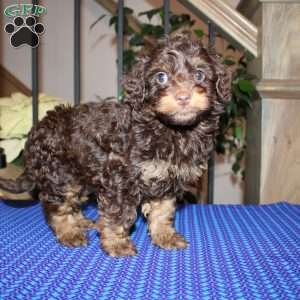 Angie, Mini Whoodle Puppy