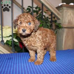 Allen, Mini Whoodle Puppy