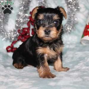 David, Yorkie Puppy