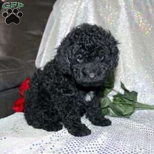 Button, Miniature Poodle Puppy