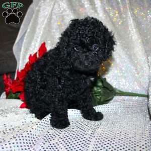 Bella, Miniature Poodle Puppy