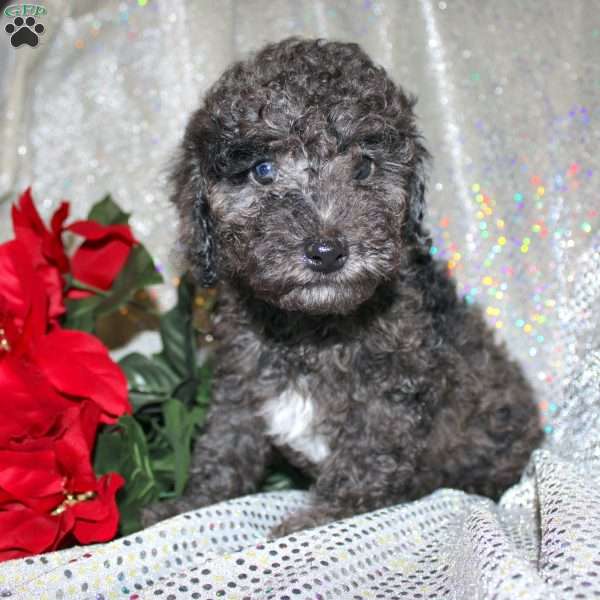 Bentley, Miniature Poodle Puppy