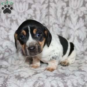 Dean, Jack Russell Mix Puppy