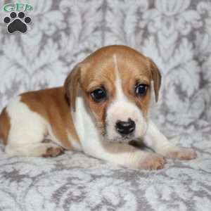 Drew, Jack Russell Mix Puppy