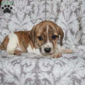 David, Jack Russell Mix Puppy