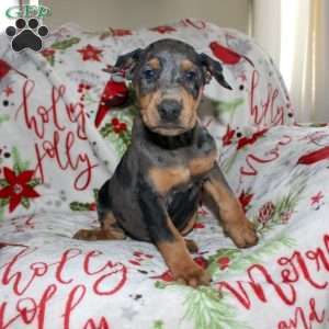 Reggie, Doberman Mix Puppy