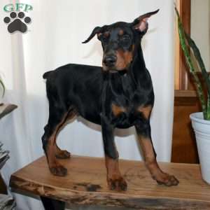 Frankencense, Doberman Pinscher Puppy