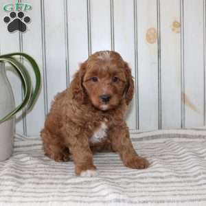 Rambo, Cavapoo Puppy