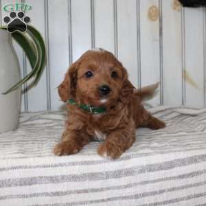 Rascal, Cavapoo Puppy