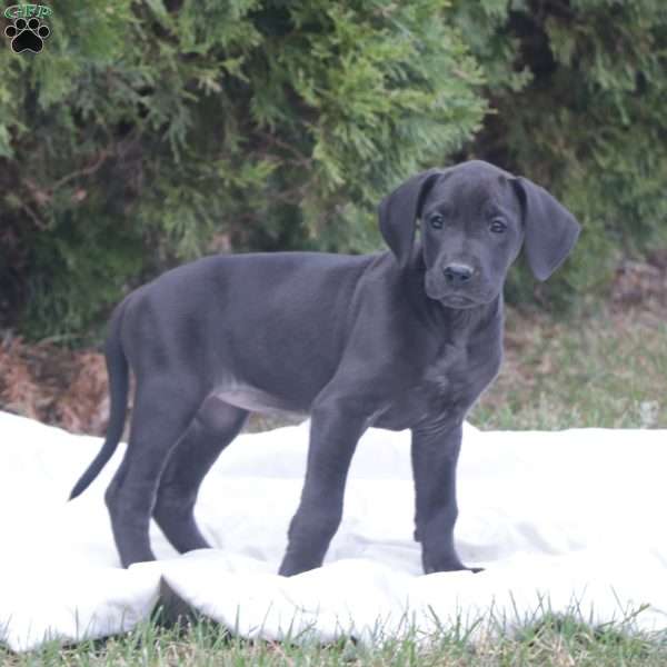 Trisha, Great Dane Puppy