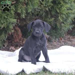 Trisha, Great Dane Puppy