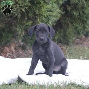 Trisha, Great Dane Puppy