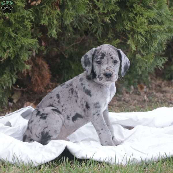 Theo, Great Dane Puppy