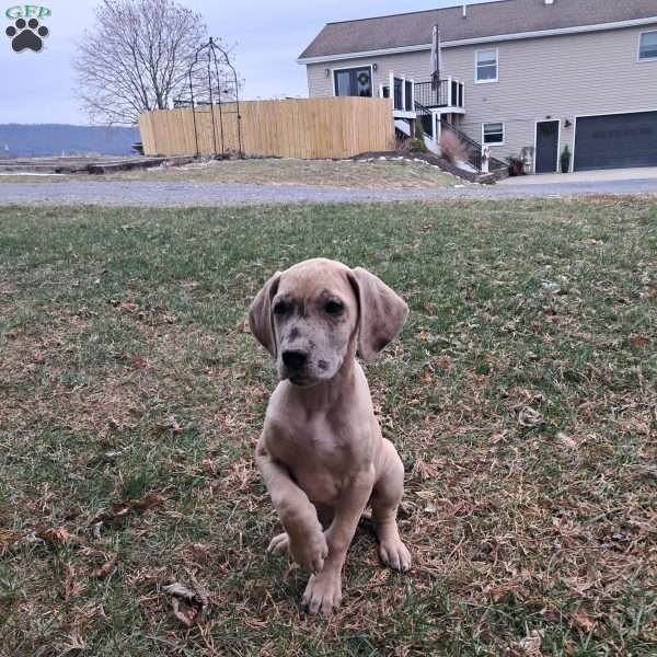 Taliah, Great Dane Puppy