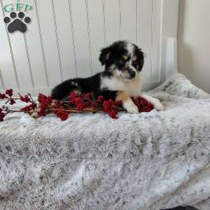 Jasper, Miniature Australian Shepherd Puppy