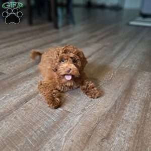 Ariel, Cockapoo Puppy