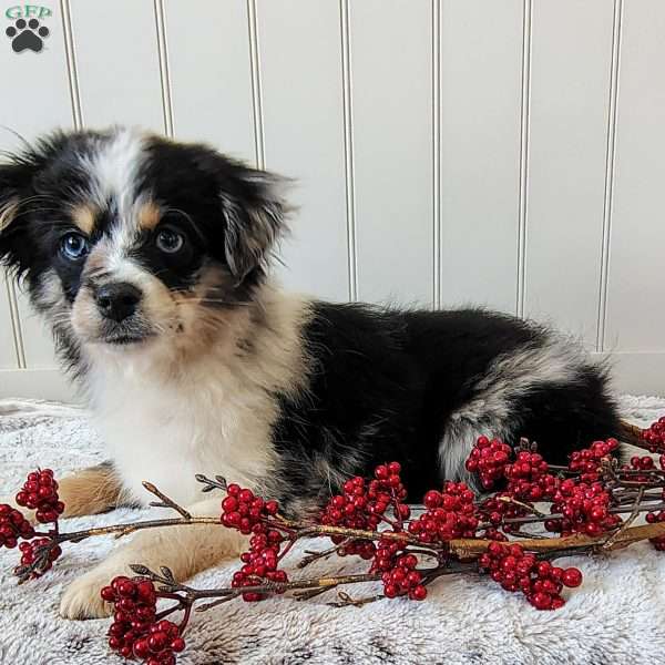 Jasper, Miniature Australian Shepherd Puppy